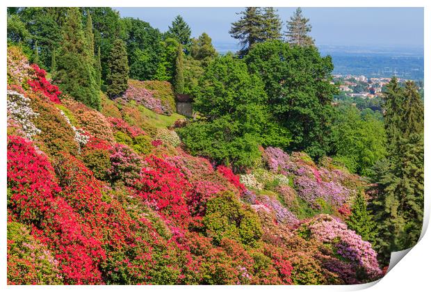 the valley of flowered rhodondendros in the  nature reserve of t Print by susanna mattioda