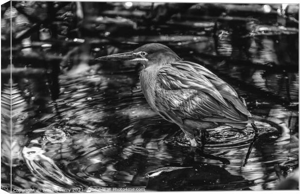 Black White Green Heron Looking For Fish Florida Canvas Print by William Perry