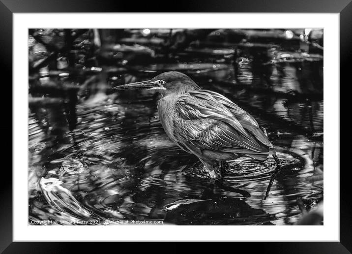 Black White Green Heron Looking For Fish Florida Framed Mounted Print by William Perry