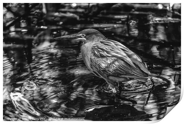 Black White Green Heron Looking For Fish Florida Print by William Perry