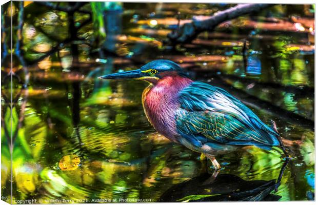 Green Heron Looking For Fish Florida Canvas Print by William Perry