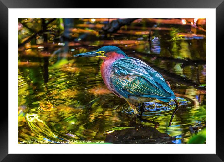 Green Heron Looking For Fish Florida Framed Mounted Print by William Perry