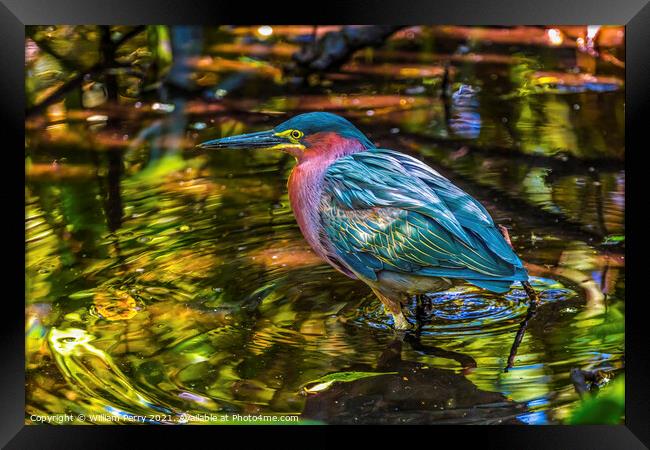 Green Heron Looking For Fish Florida Framed Print by William Perry
