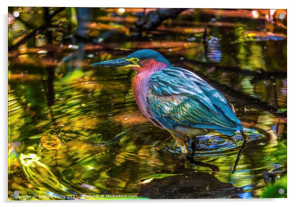Green Heron Looking For Fish Florida Acrylic by William Perry