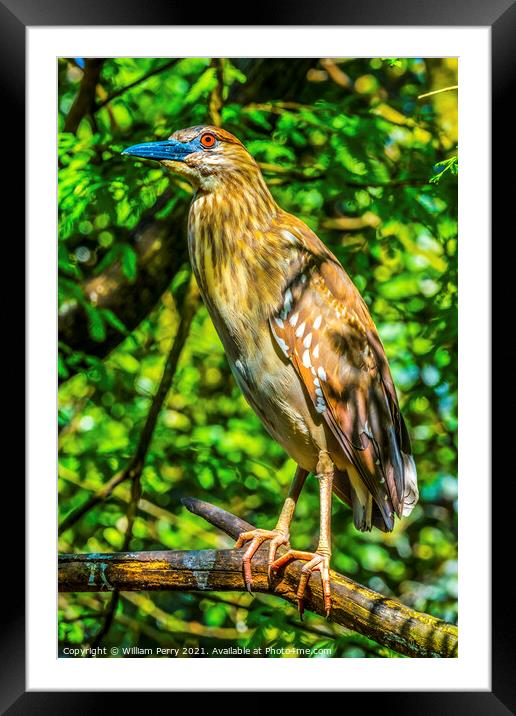 Juevinile Yellow-Crowned Heron Looking For Fish Florida Framed Mounted Print by William Perry