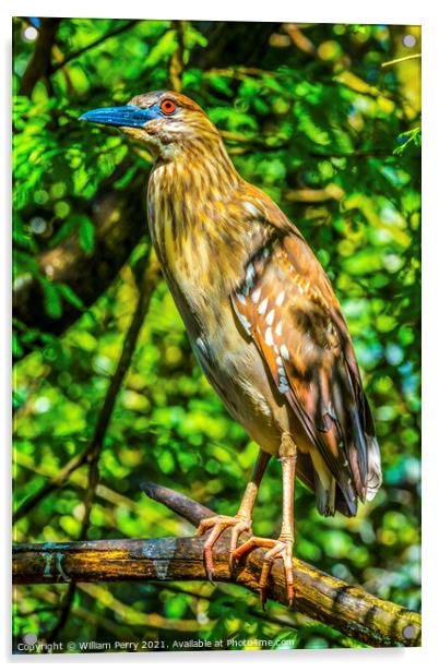 Juevinile Yellow-Crowned Heron Looking For Fish Florida Acrylic by William Perry