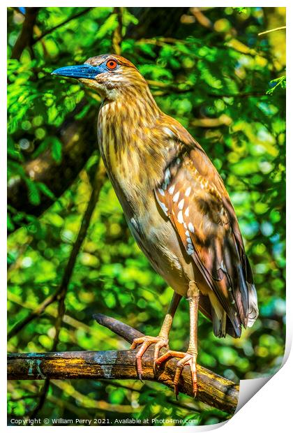 Juevinile Yellow-Crowned Heron Looking For Fish Florida Print by William Perry