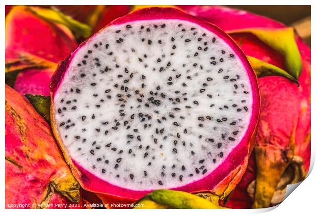 Pink Dragonfruit Piahaya Florida Print by William Perry