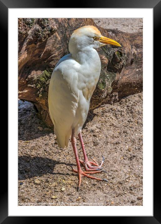 White Cattle Egret Florida Framed Mounted Print by William Perry