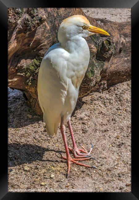 White Cattle Egret Florida Framed Print by William Perry