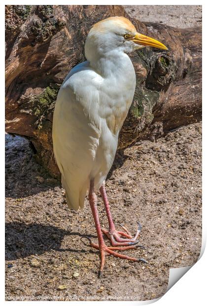 White Cattle Egret Florida Print by William Perry