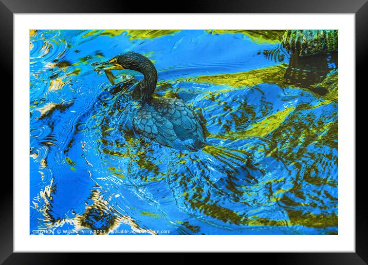 Double Crested Cormorant Swimming Eating Fish Florida Framed Mounted Print by William Perry