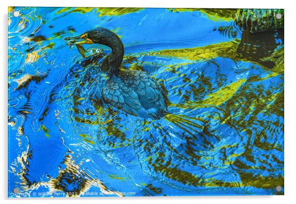 Double Crested Cormorant Swimming Eating Fish Florida Acrylic by William Perry