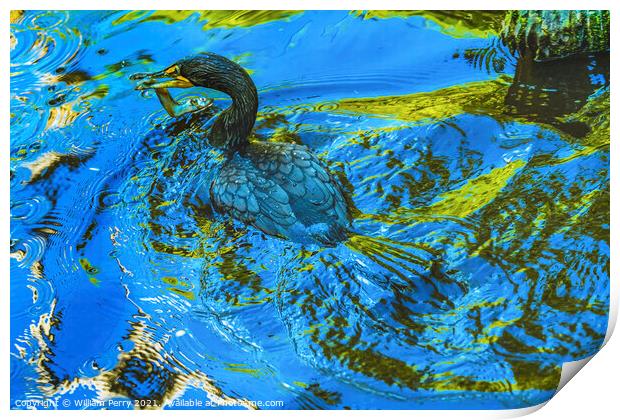 Double Crested Cormorant Swimming Eating Fish Florida Print by William Perry