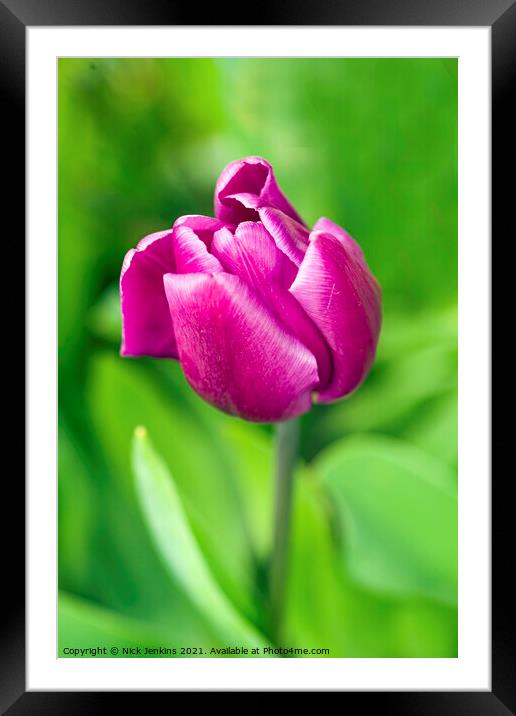 Dark Pink Tulip in April  Framed Mounted Print by Nick Jenkins