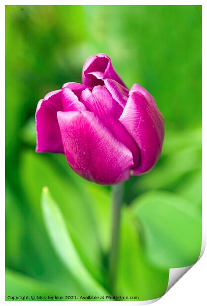 Dark Pink Tulip in April  Print by Nick Jenkins