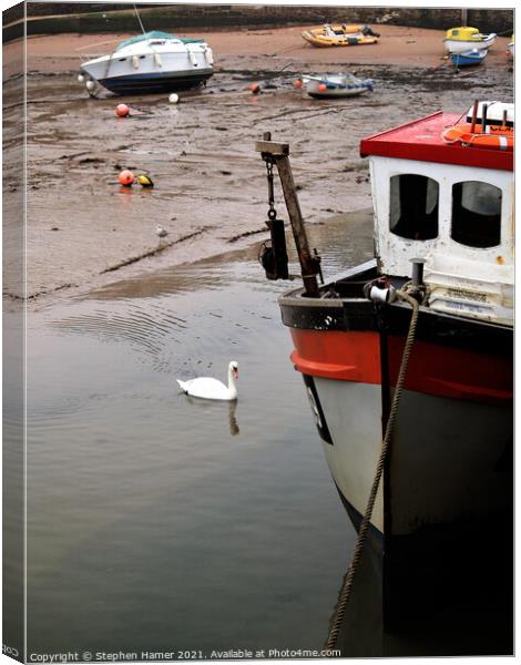 Swan in Harbour Canvas Print by Stephen Hamer