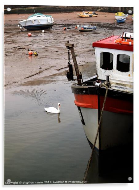 Swan in Harbour Acrylic by Stephen Hamer