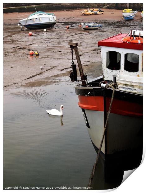 Swan in Harbour Print by Stephen Hamer