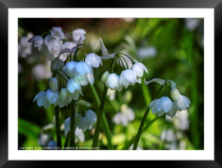 White bell shaped blooms, Framed Mounted Print by Joy Walker