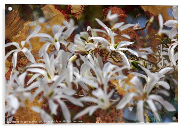 A group of white Magnolia blooms Acrylic by Joy Walker