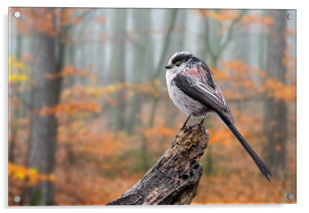 Long-Tailed Tit in Autumn Forest Acrylic by Arterra 