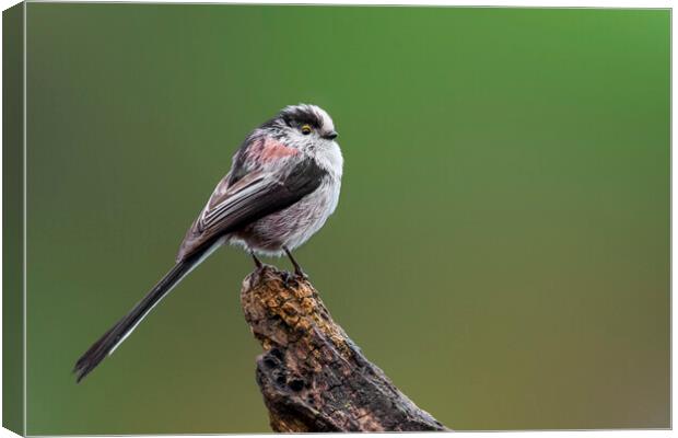 Long-Tailed Tit Perched on Tree Stump Canvas Print by Arterra 