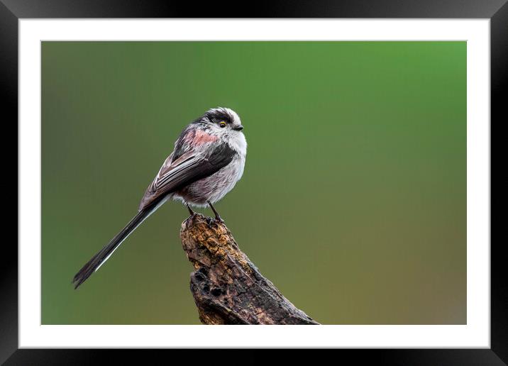 Long-Tailed Tit Perched on Tree Stump Framed Mounted Print by Arterra 