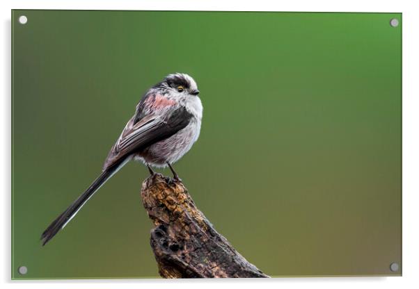 Long-Tailed Tit Perched on Tree Stump Acrylic by Arterra 