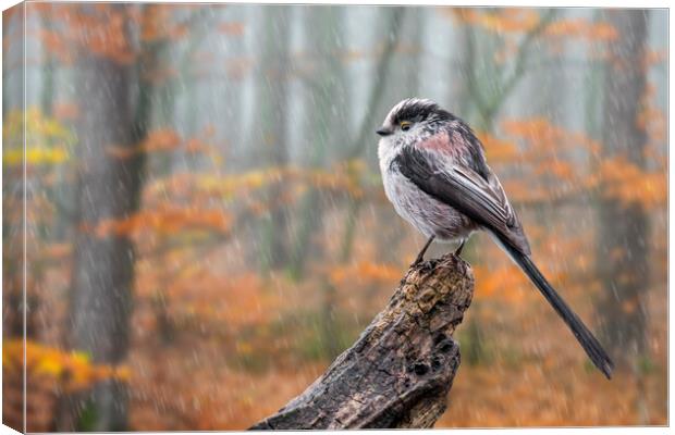 Long-Tailed Tit in the Rain Canvas Print by Arterra 