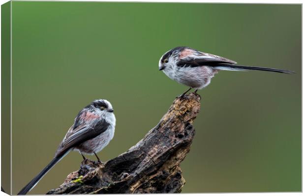 Two Long-Tailed Tits Canvas Print by Arterra 