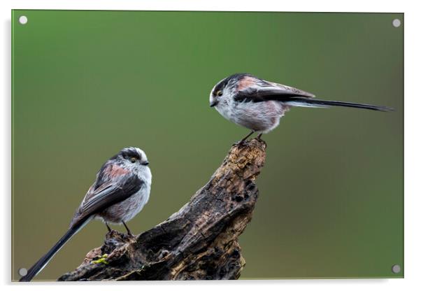 Two Long-Tailed Tits Acrylic by Arterra 