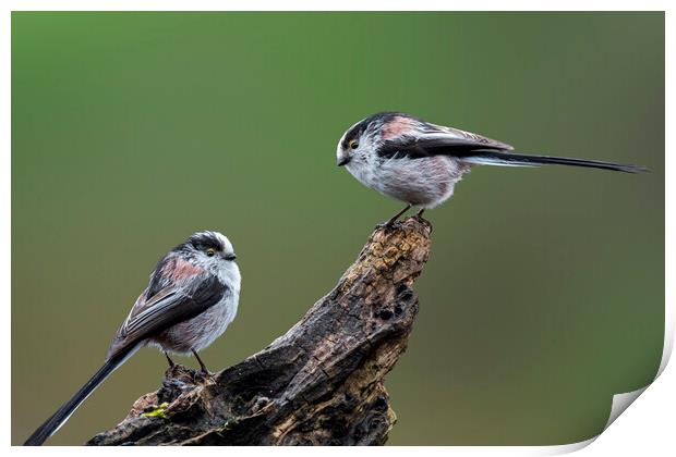 Two Long-Tailed Tits Print by Arterra 