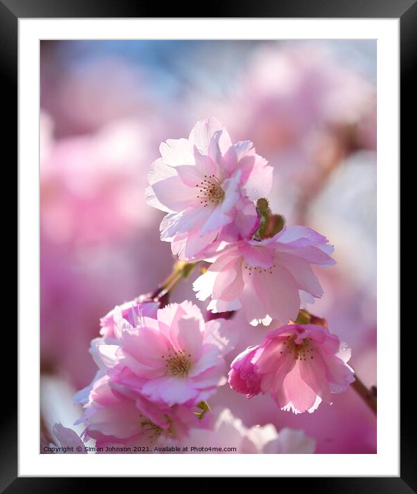Pink Cherry Blossom  Framed Mounted Print by Simon Johnson