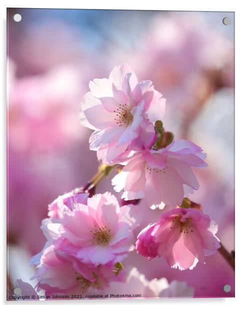 Pink Cherry Blossom  Acrylic by Simon Johnson