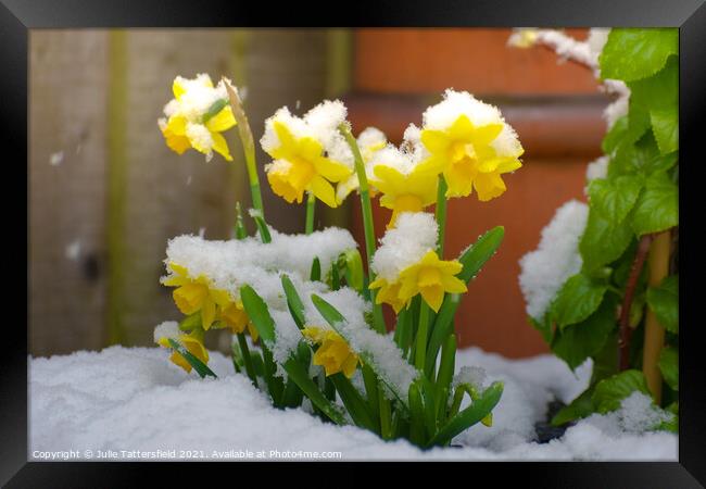 Daffodils in the snow  Framed Print by Julie Tattersfield