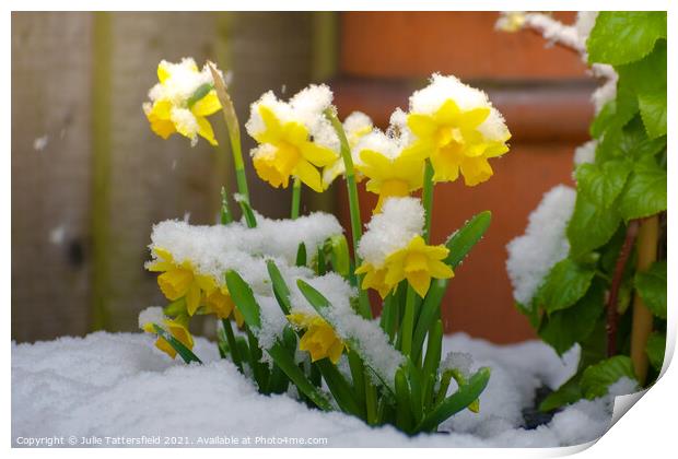 Daffodils in the snow  Print by Julie Tattersfield