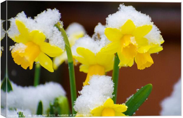 delicate daffodils in the snow Canvas Print by Julie Tattersfield