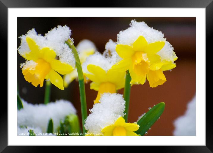 delicate daffodils in the snow Framed Mounted Print by Julie Tattersfield