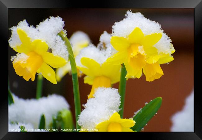 delicate daffodils in the snow Framed Print by Julie Tattersfield