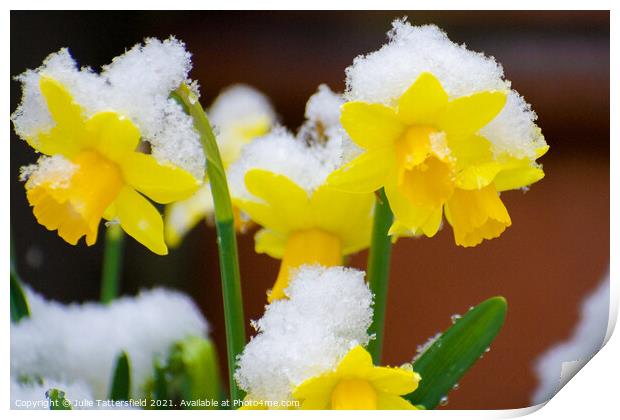 delicate daffodils in the snow Print by Julie Tattersfield