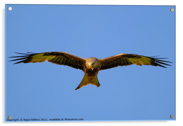 Red Kite in flight Acrylic by Nigel Wilkins