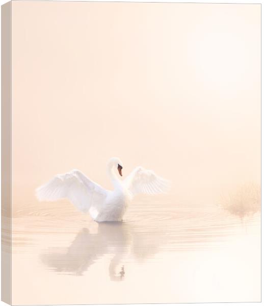 Softest Baby Pink Swan Portrait. Canvas Print by David Neighbour