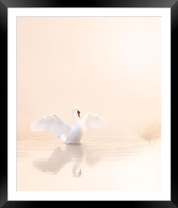 Softest Baby Pink Swan Portrait. Framed Mounted Print by David Neighbour