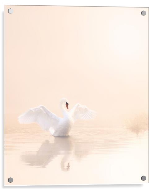 Softest Baby Pink Swan Portrait. Acrylic by David Neighbour