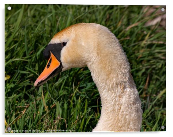 Swan Portrait. Acrylic by Mark Ward