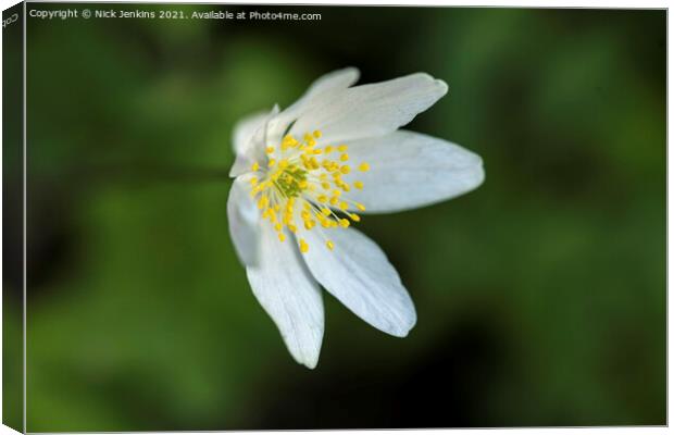 Wood Anemone in Woods in April  Canvas Print by Nick Jenkins