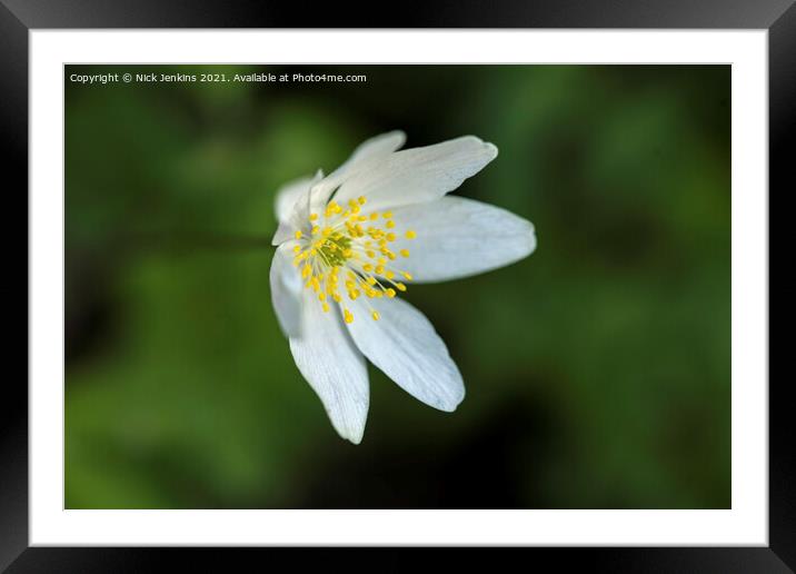 Wood Anemone in Woods in April  Framed Mounted Print by Nick Jenkins