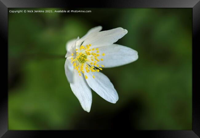 Wood Anemone in Woods in April  Framed Print by Nick Jenkins
