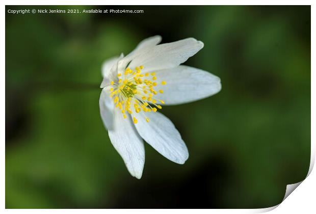 Wood Anemone in Woods in April  Print by Nick Jenkins